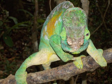 Photo d'un caméléon sauvage