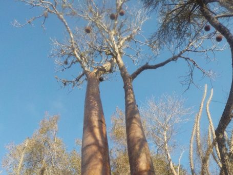 Photo d'un baobab à 2 troncs