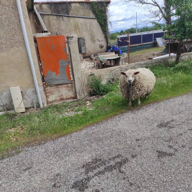 Photo des 2 moutons en vadrouille sur la chaussée